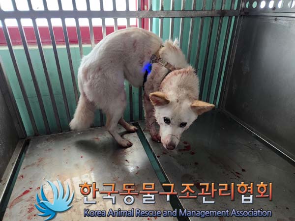 종료(안락사) 믹스…