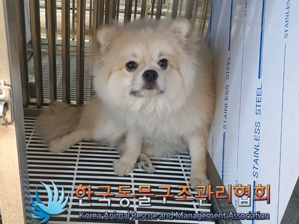 종료(기증) 포메라…