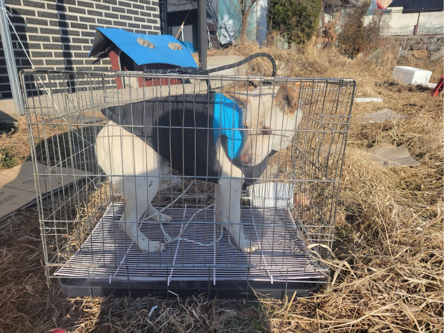 고양시동물보호센터_441394202302646