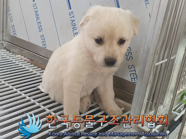 종료(안락사) 믹스…