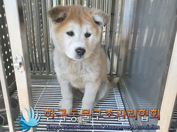 종료(안락사) 믹스…