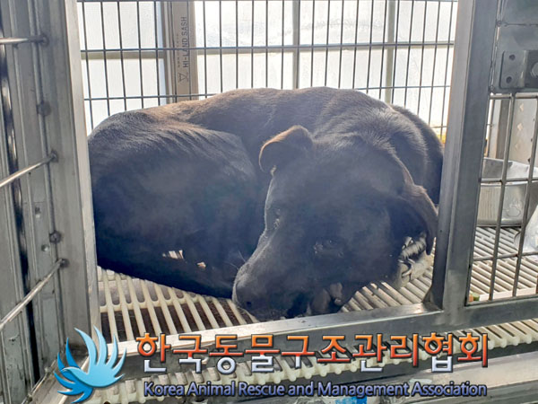 종료(안락사) 믹스…