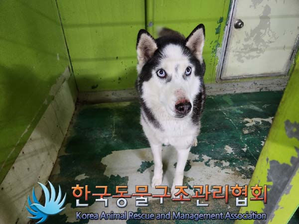 종료(반환) 시베리…