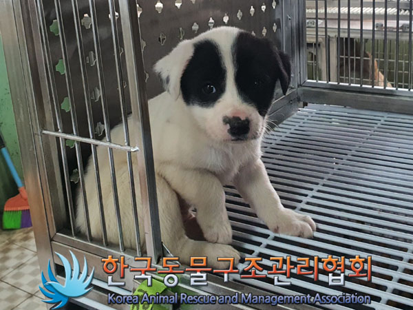 종료(입양) 믹스견…