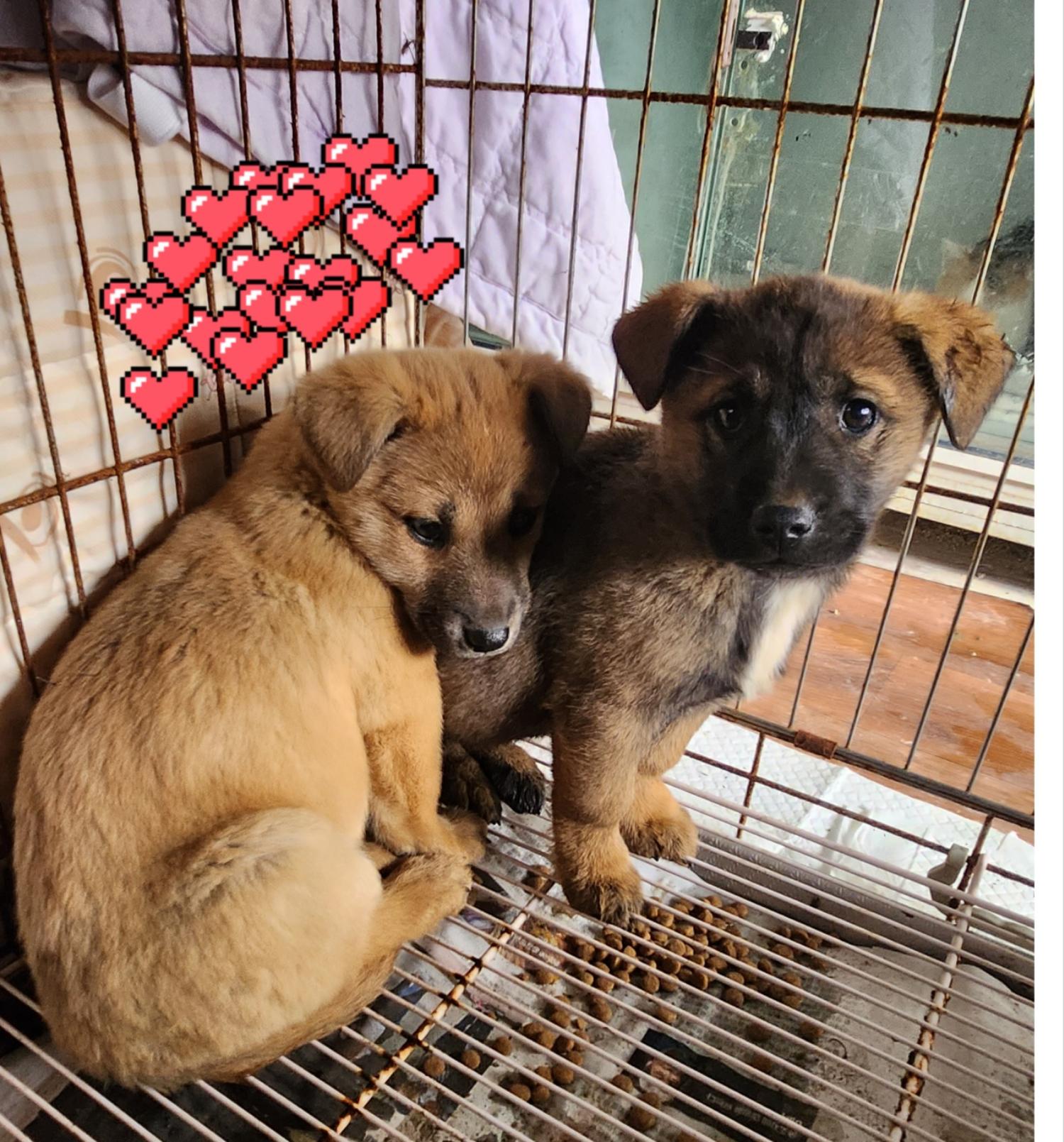 울산유기동물보호센터_431373202301618