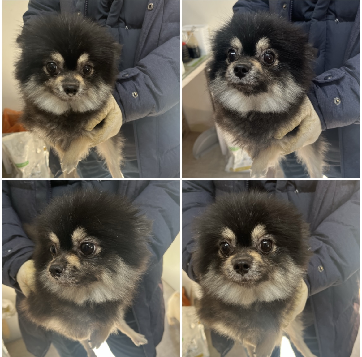 종료(입양) 포메라…