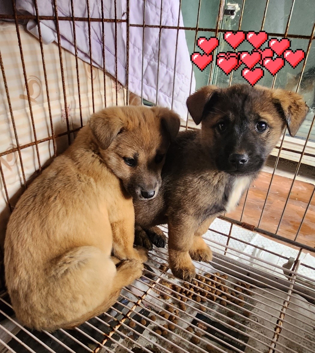울산유기동물보호센터_431373202301615