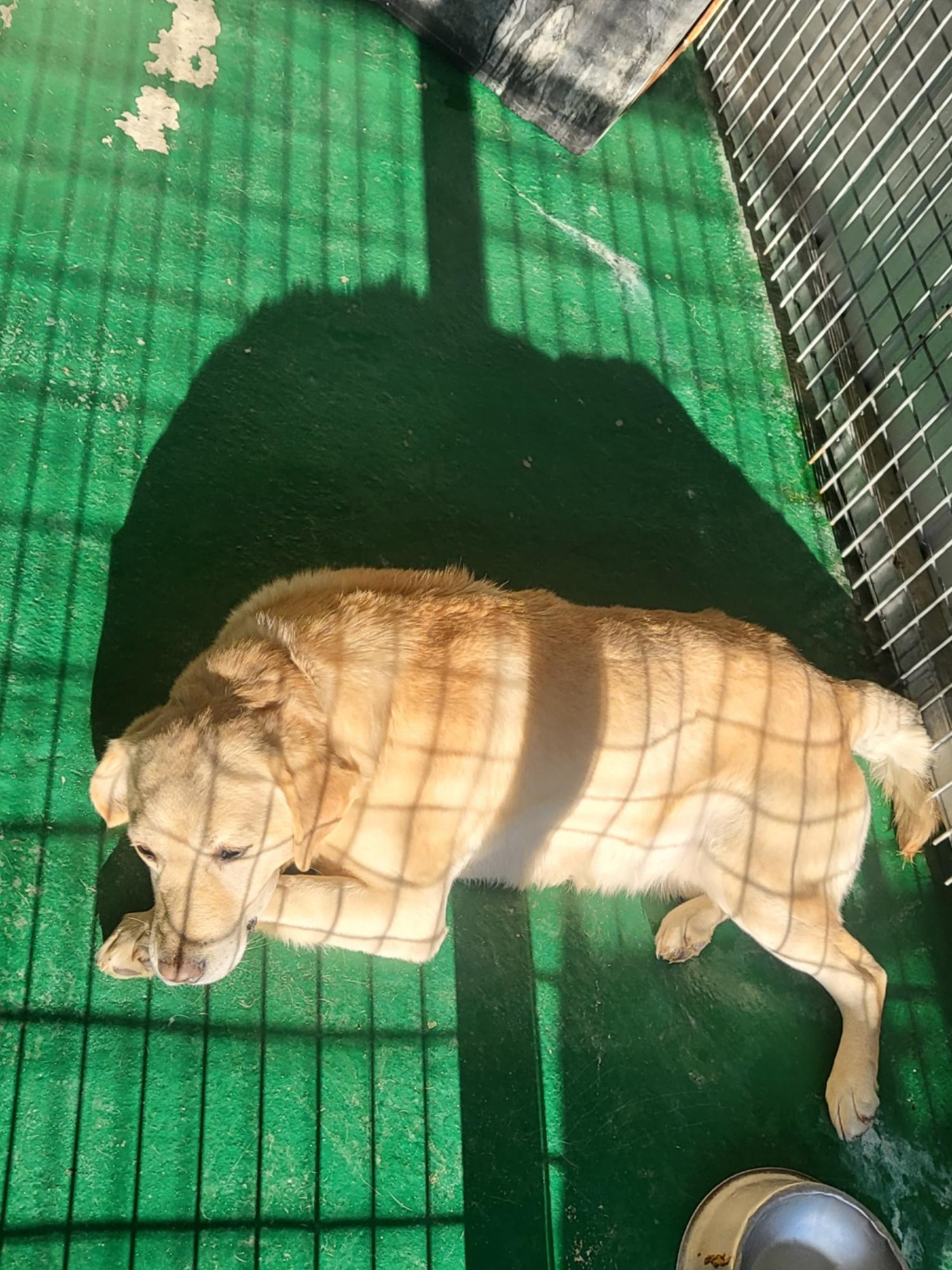 예천군유기동물보호소_447523202300503