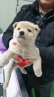 인제군유기동물보호소_442433202300362