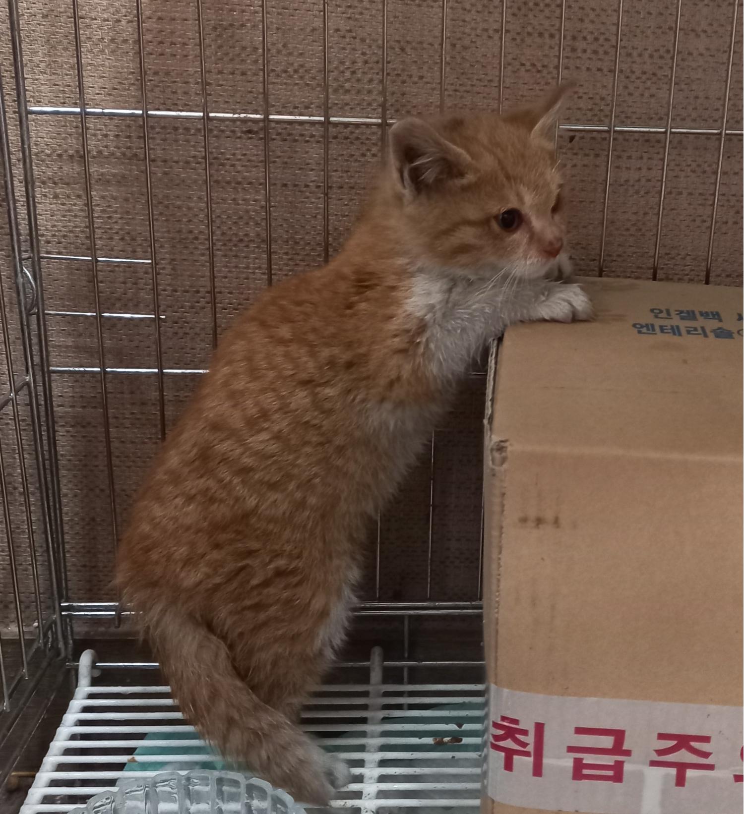 종료(자연사) 한국…