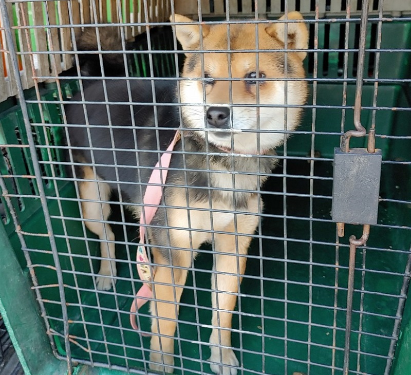 보호중 시바의 가족…