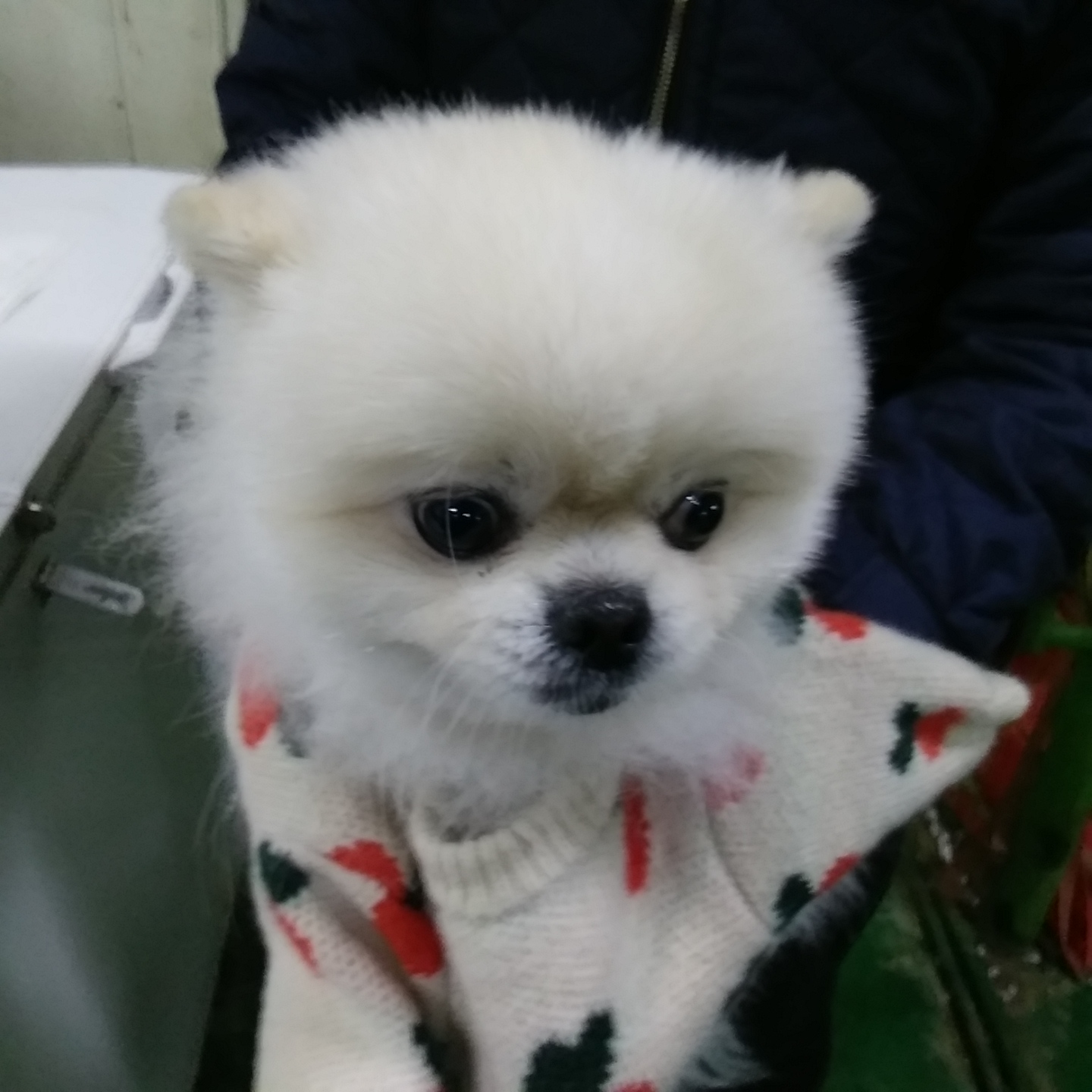 종료(반환) 포메라…