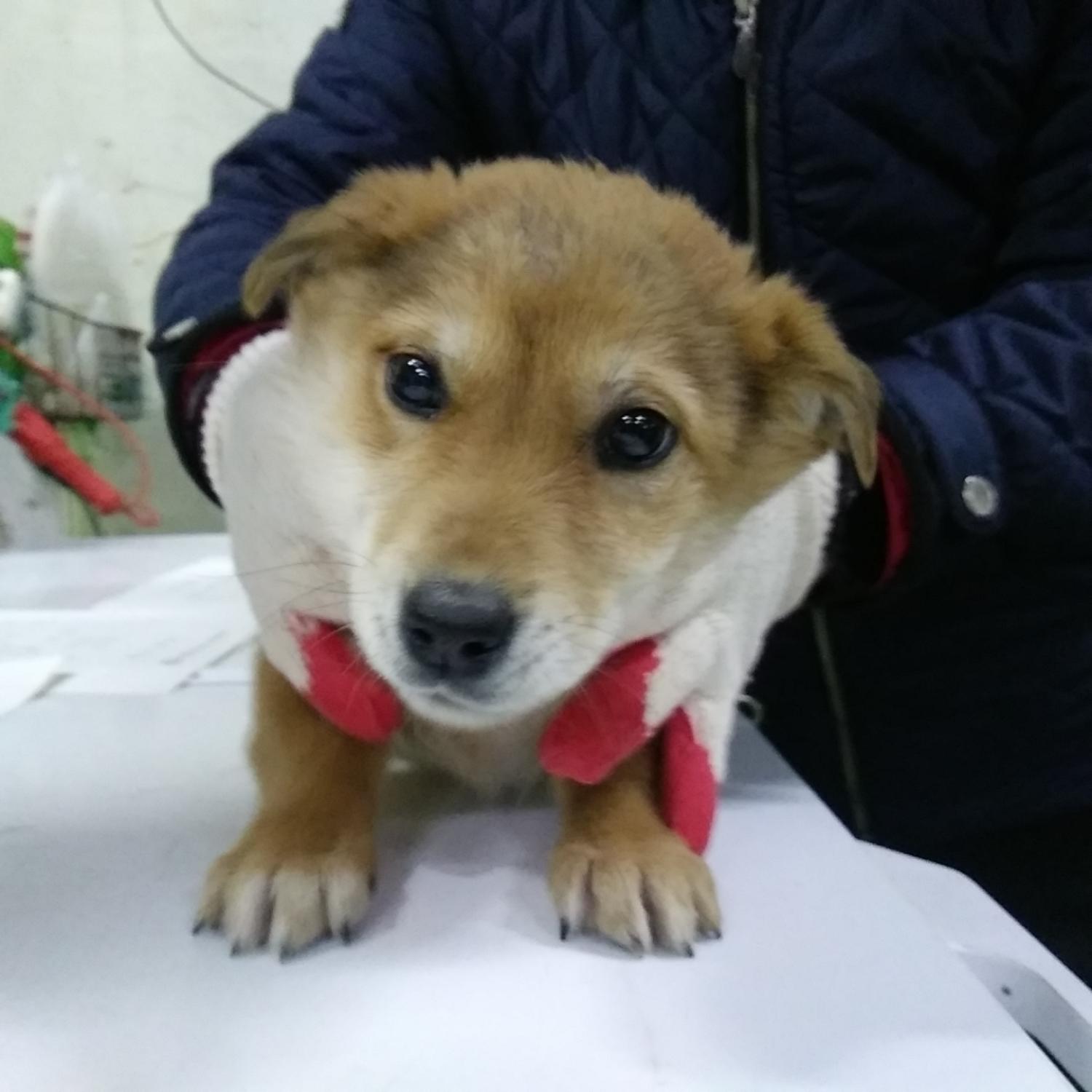 종료(자연사) 믹스…