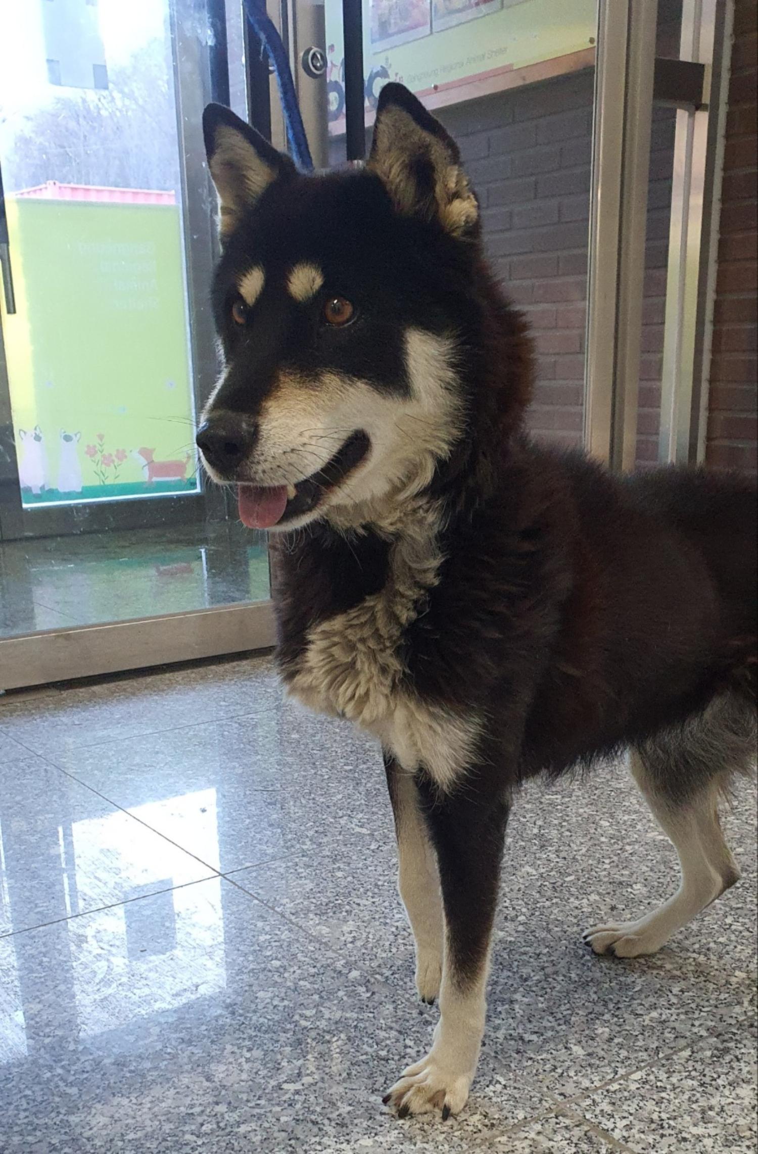 강릉시 동물사랑센터_442420202300704