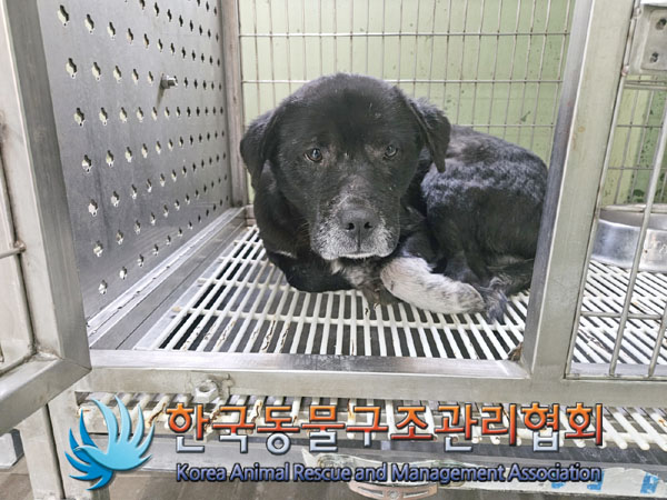 한국동물구조관리협회_441559202301380