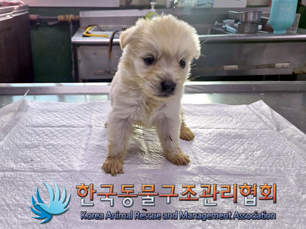 종료(자연사) 믹스…
