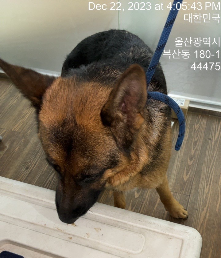 종료(반환) 셰퍼드…