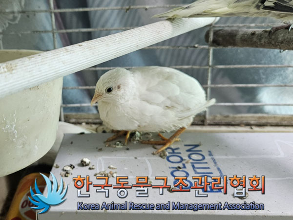 보호중 미니 메추리…