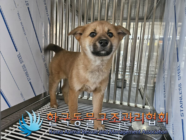 종료(안락사) 믹스…