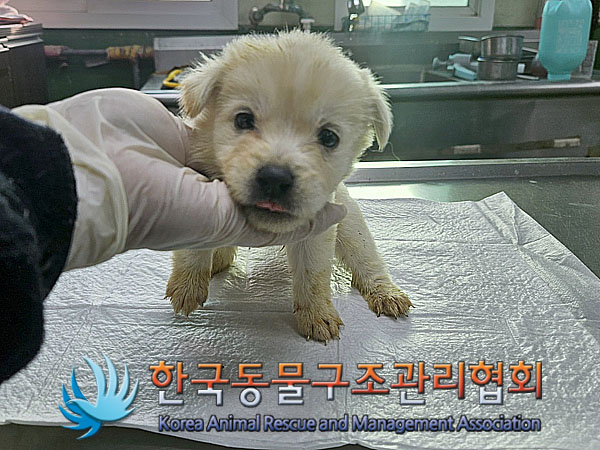 종료(입양) 믹스견…