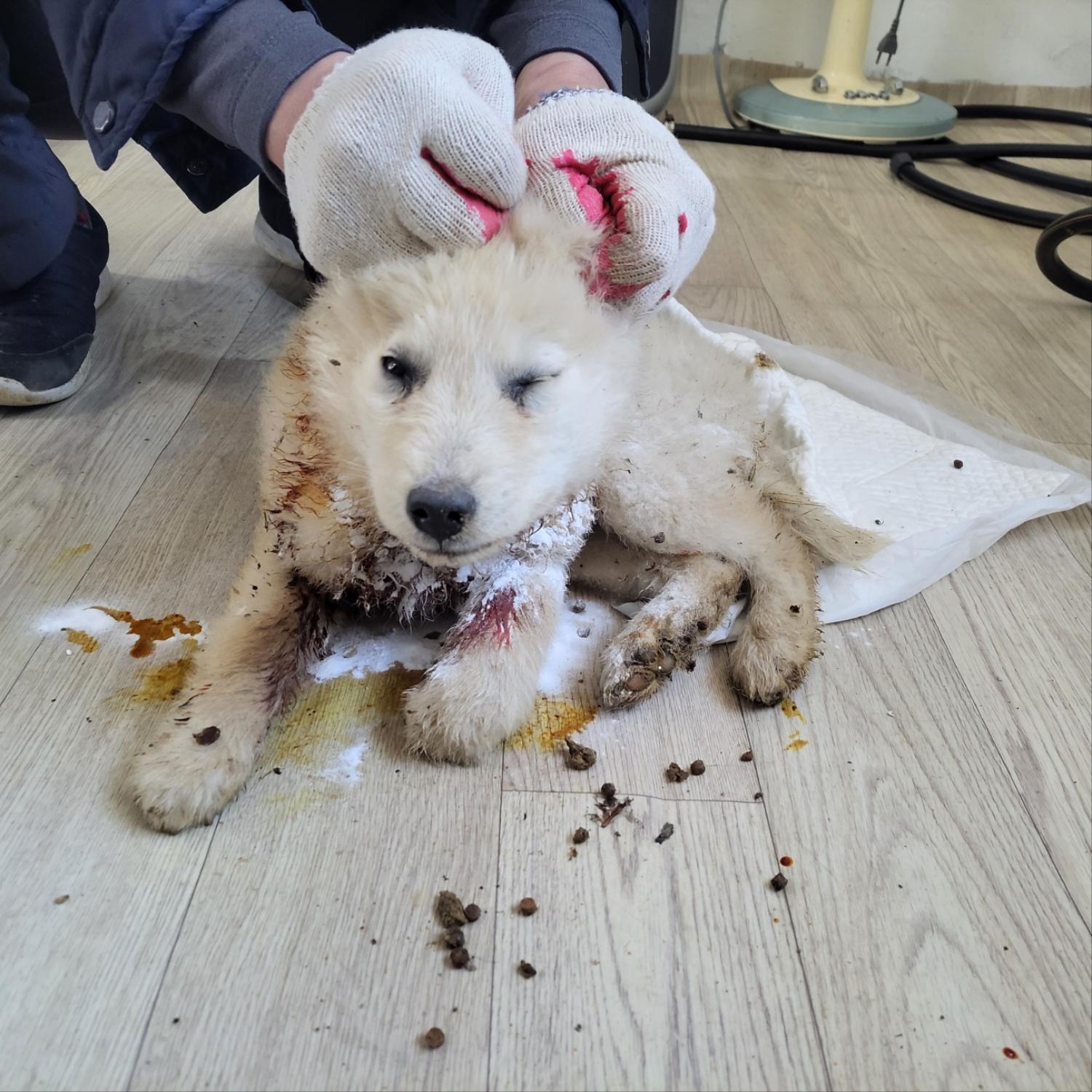 보호중 믹스견의 가…