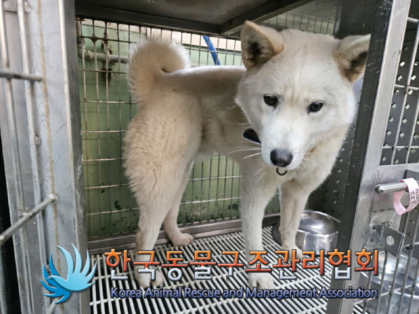 종료(안락사) 믹스…