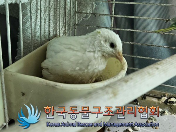 보호중 미니 메추리…