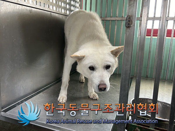 종료(안락사) 믹스…