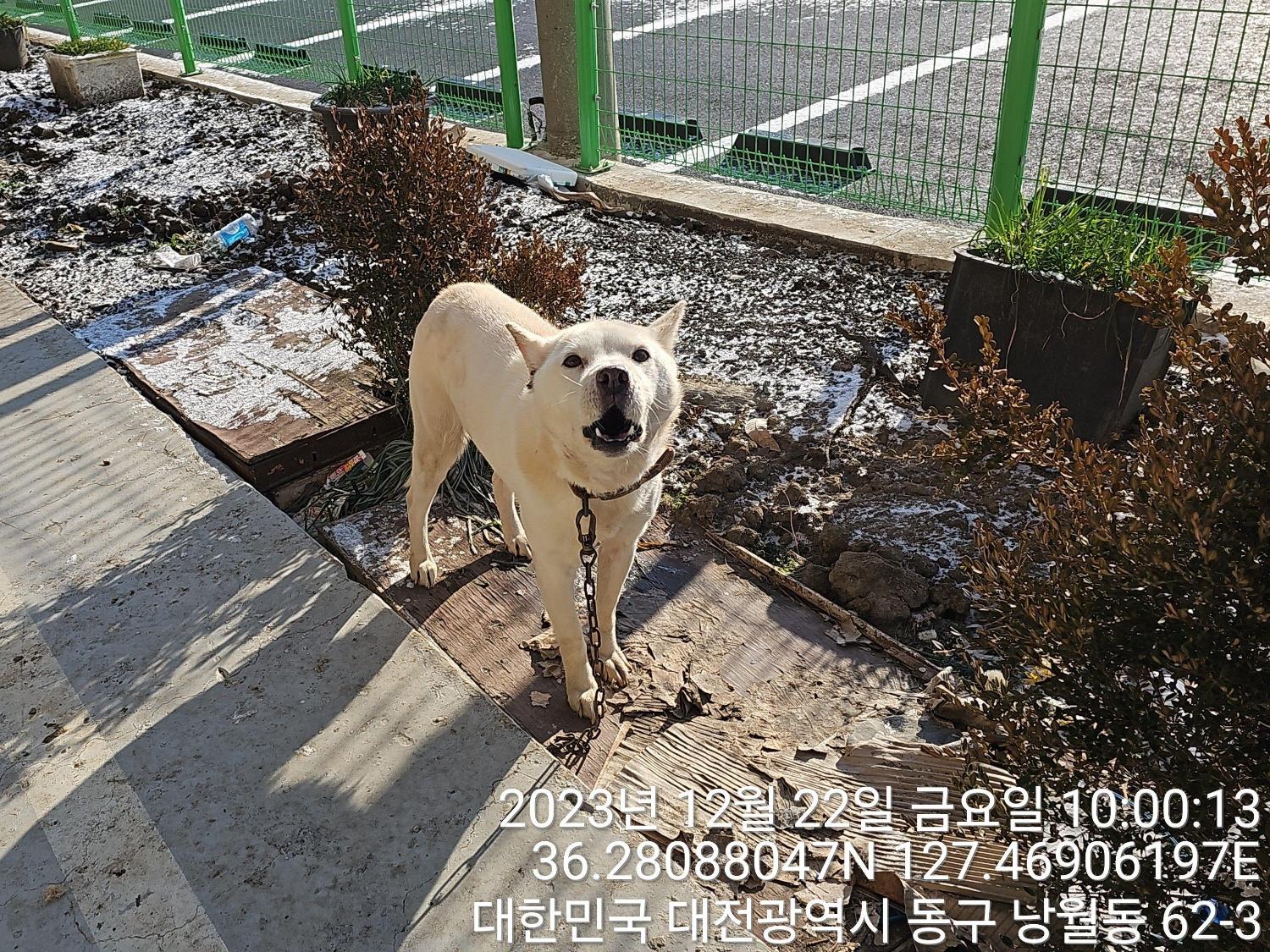 종료(반환) 진도견…