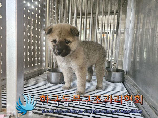 종료(입양) 믹스견…
