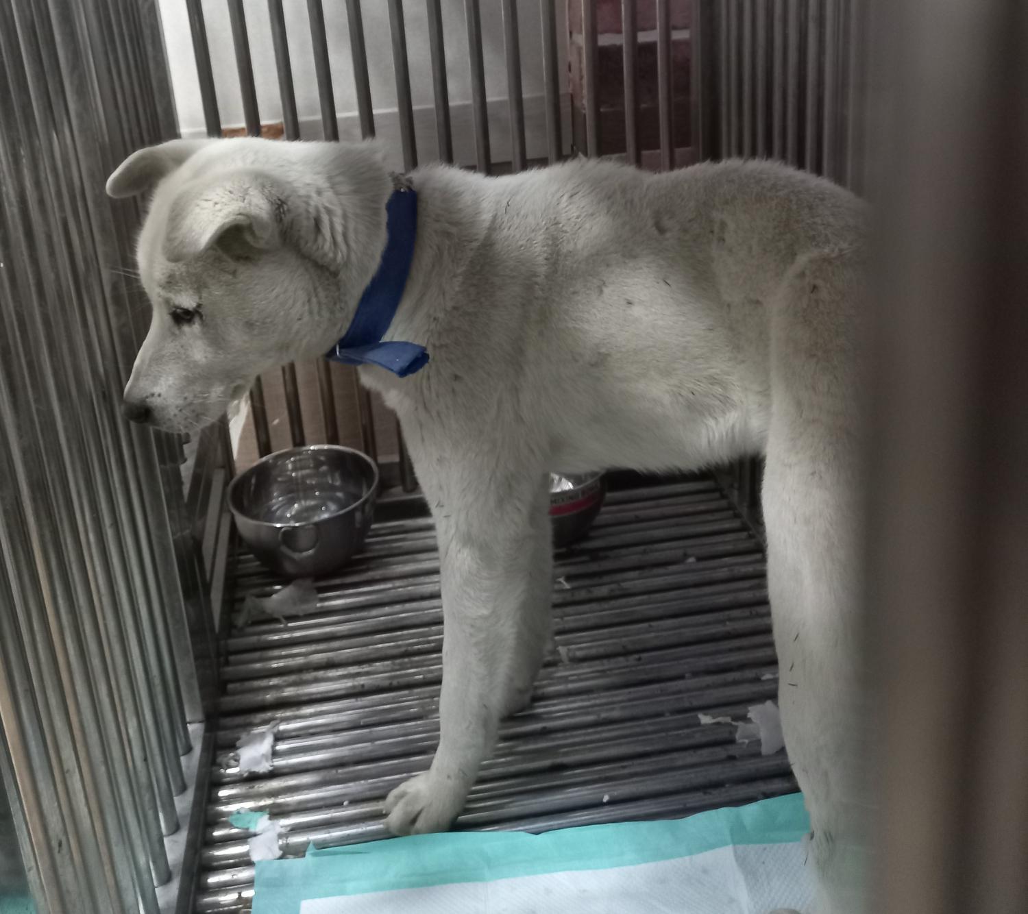 종료(안락사) 진도…