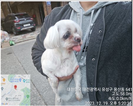 종료(반환) 말티즈…