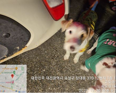 종료(반환) 믹스견…