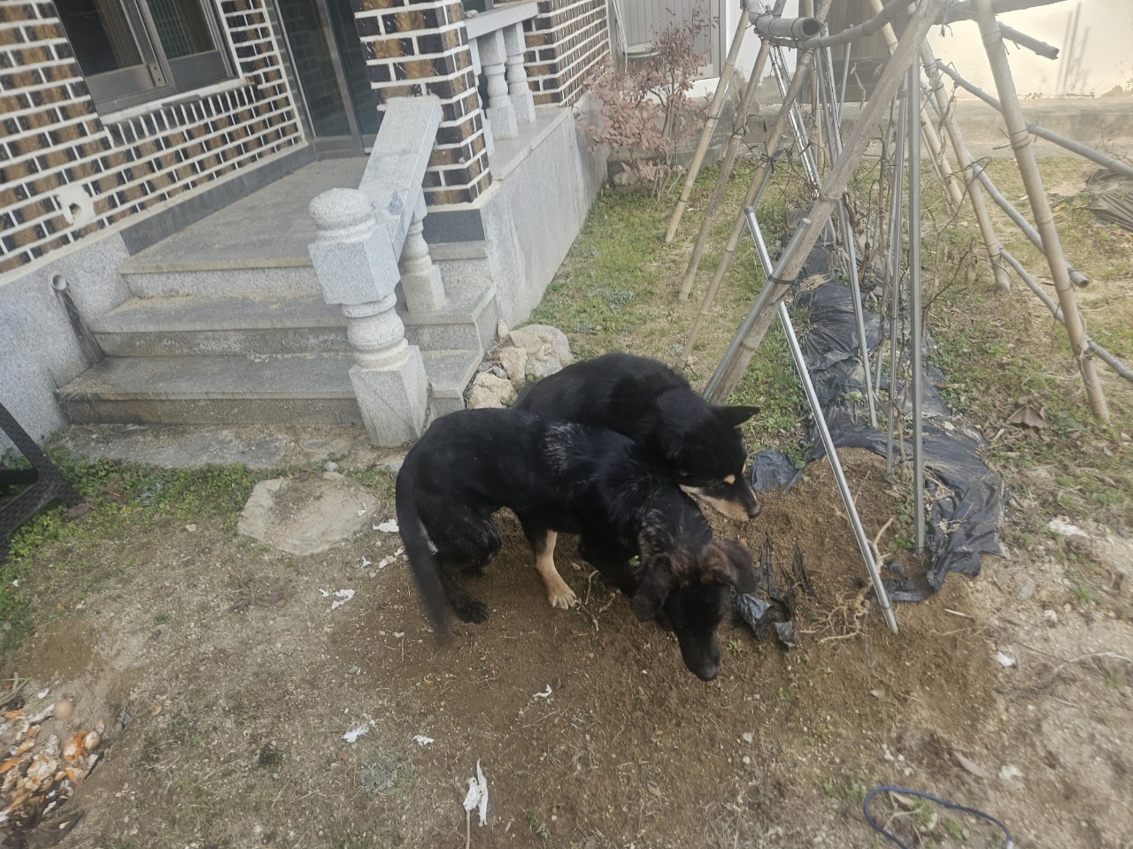 종료(반환) 진도견…