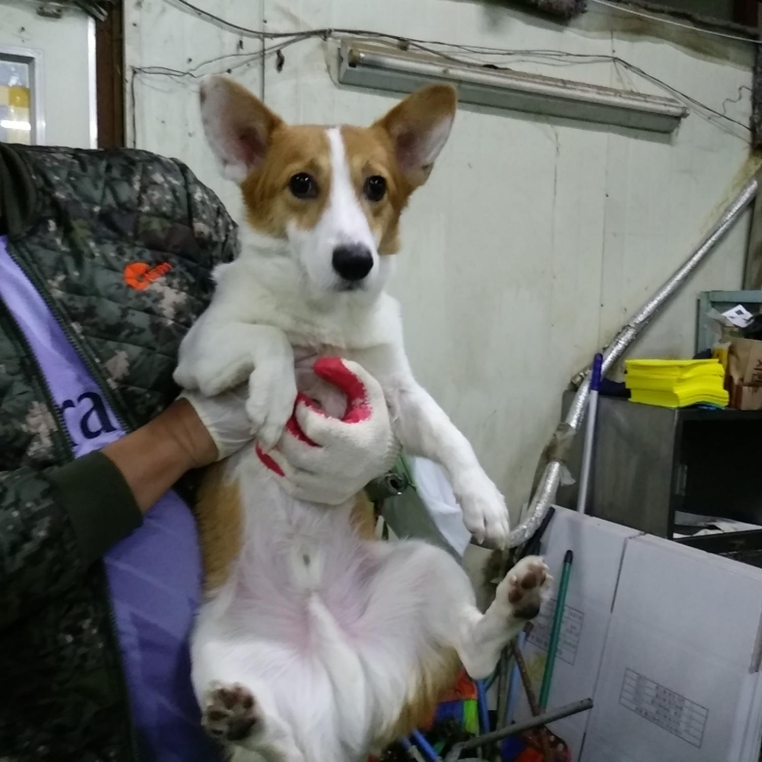 종료(입양) 웰시 …