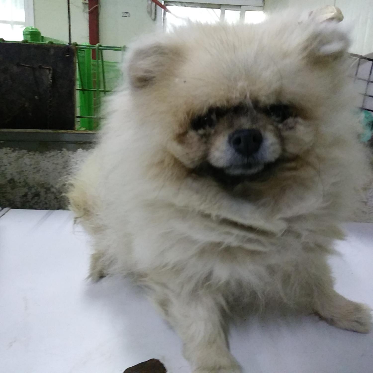 종료(반환) 포메라…