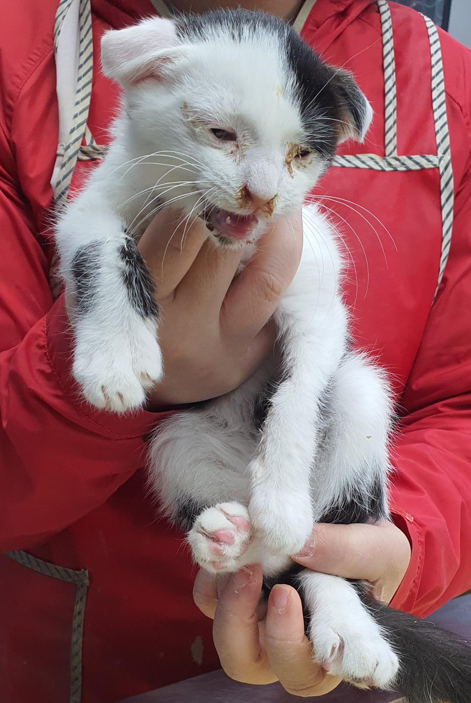 보호중 한국 고양이…