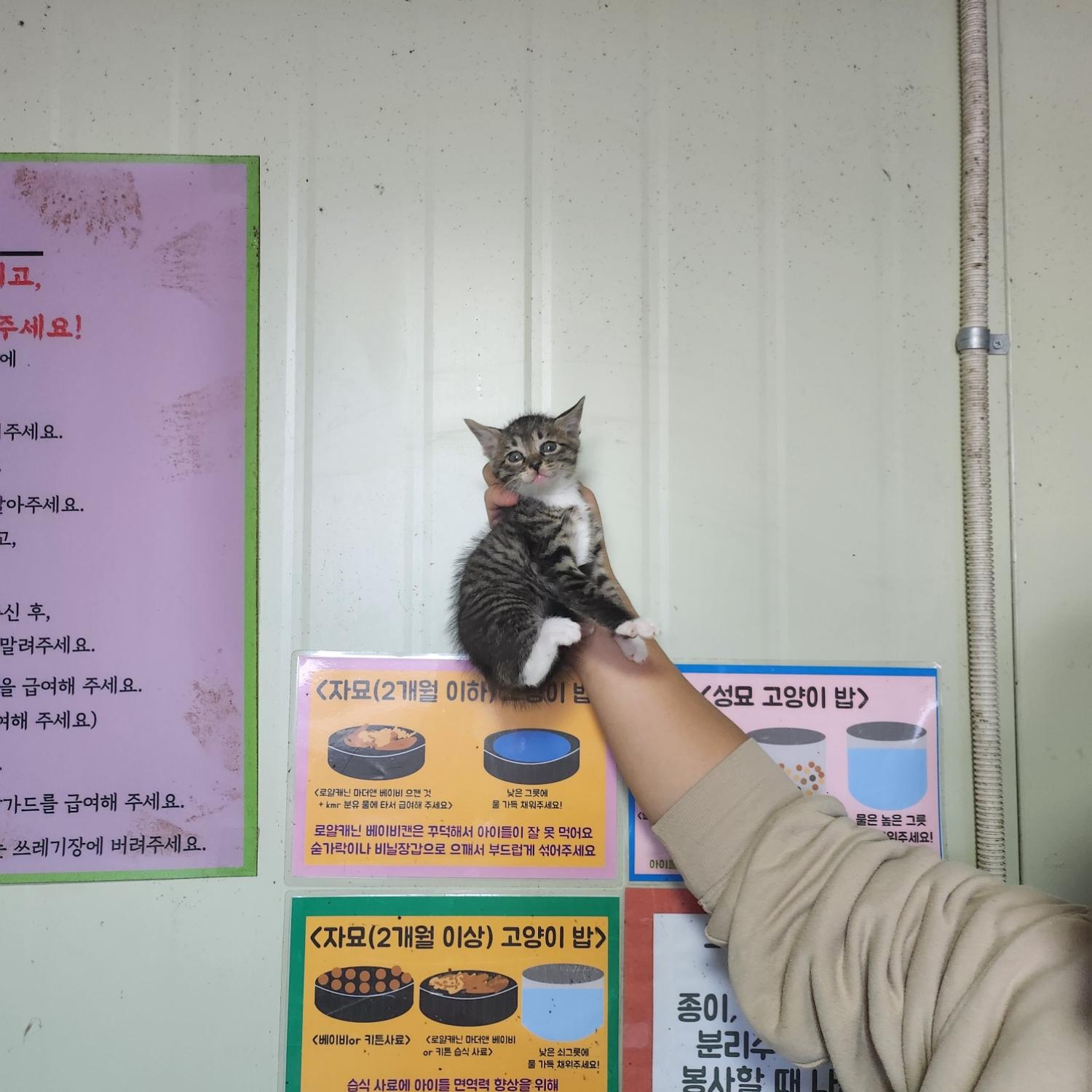 종료(입양) 한국 …