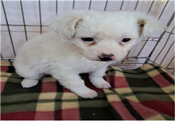유기동물및관리협회_448535202302072