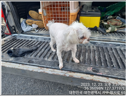 종료(반환) 말티즈…