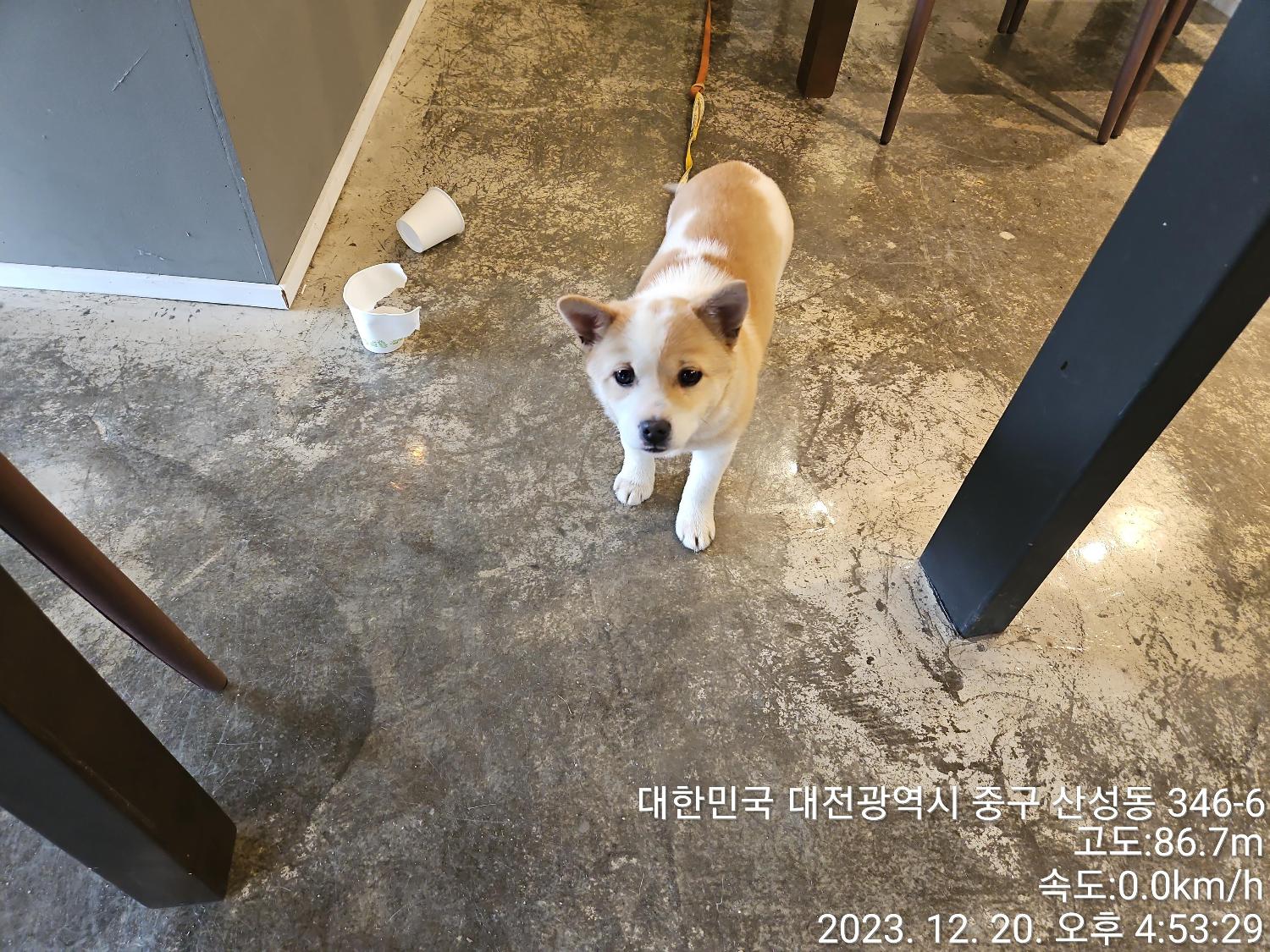 종료(반환) 믹스견…