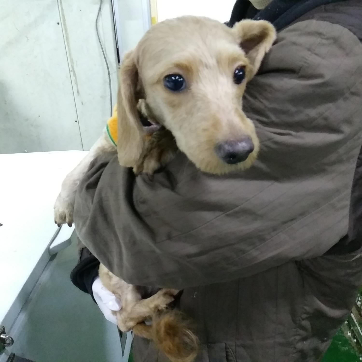 종료(반환) 믹스견…