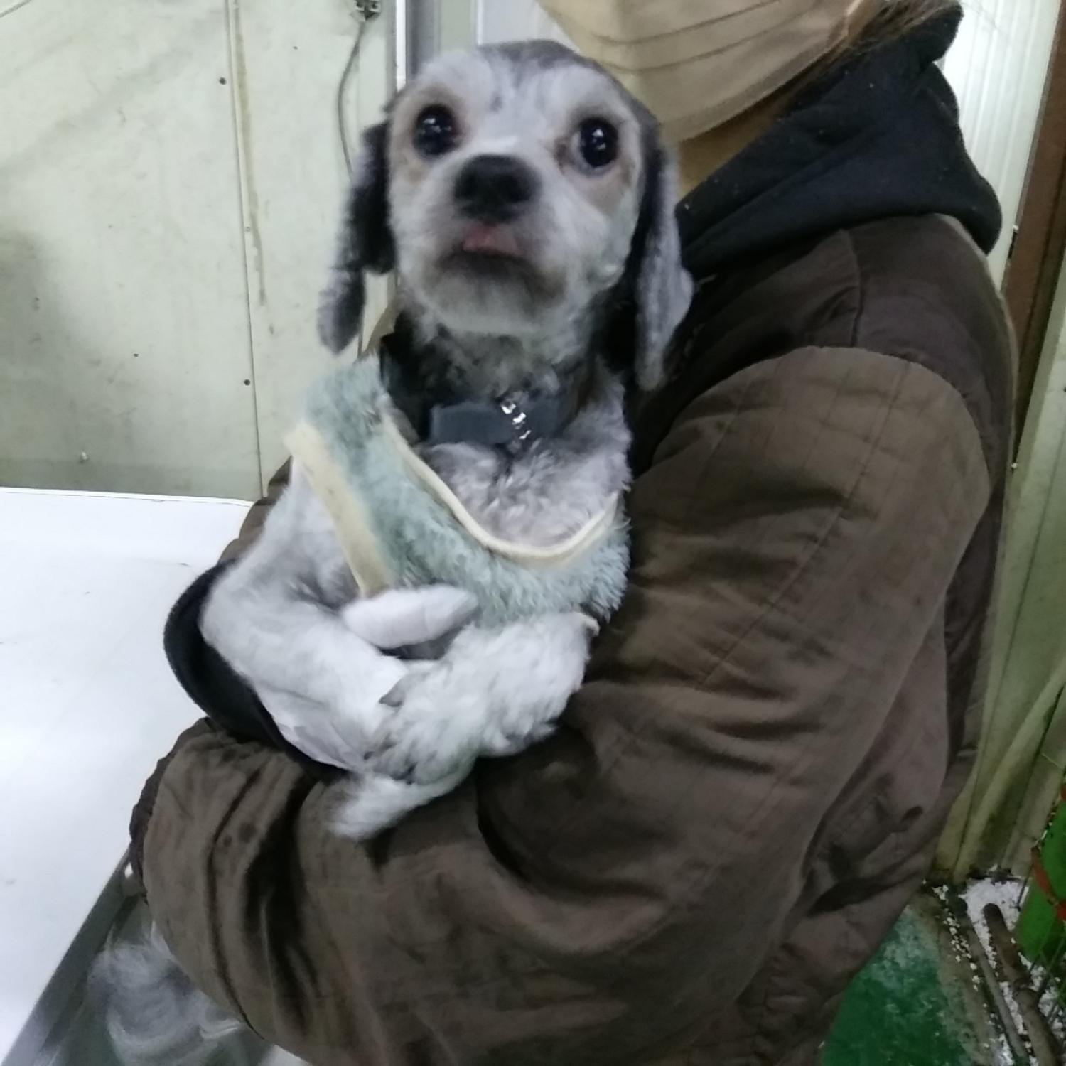 종료(반환) 믹스견…
