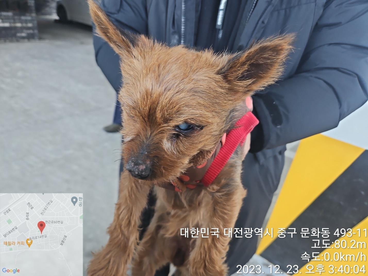 종료(반환) 믹스견…