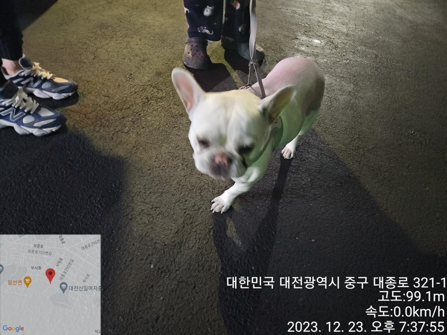 종료(입양) 프렌치…