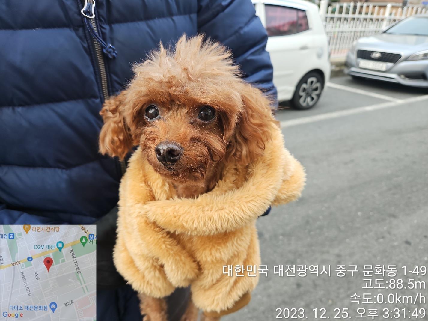 보호중 푸들의 가족…