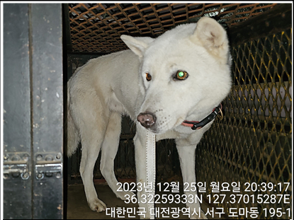 보호중 진도견의 가…