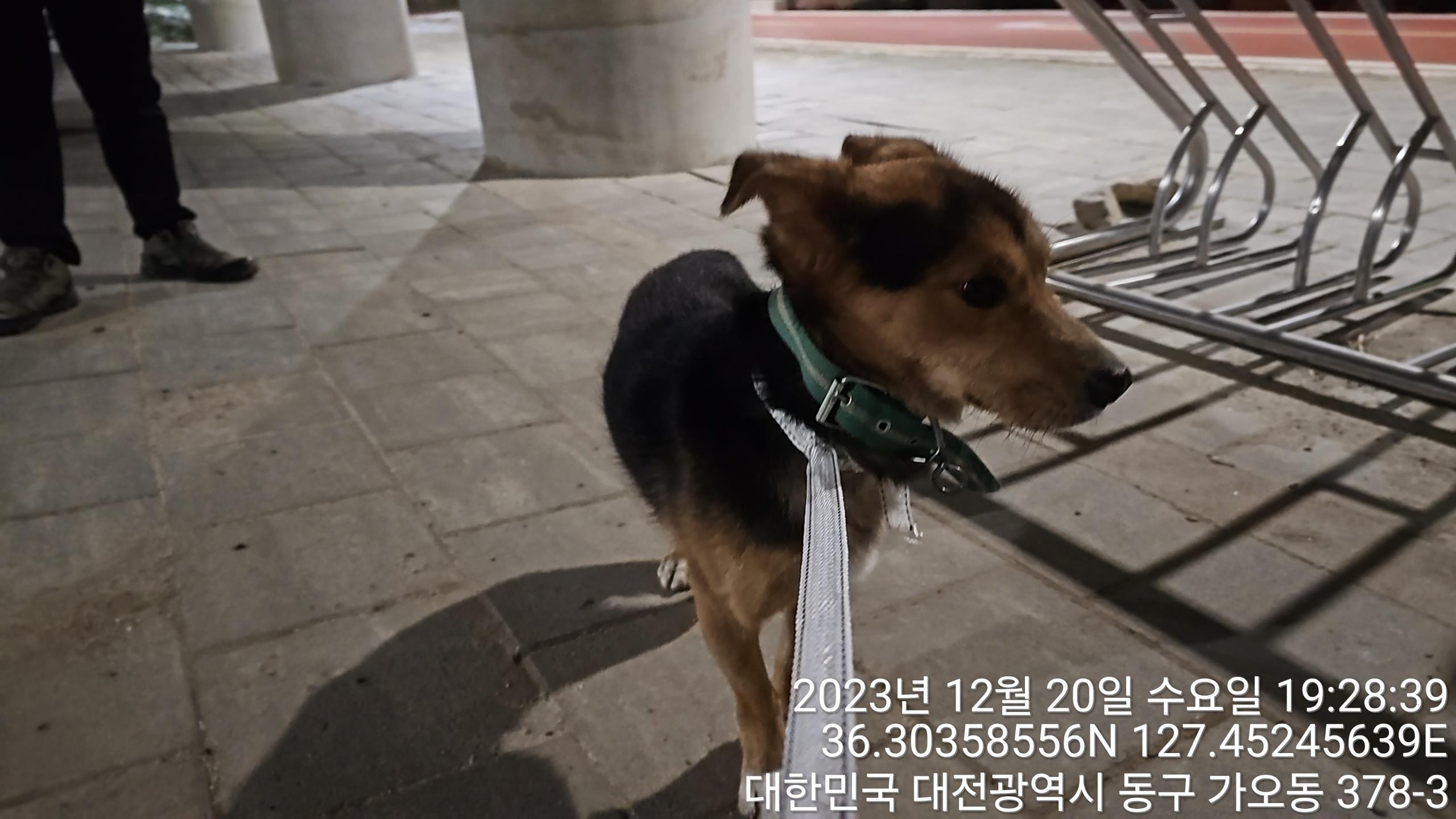 종료(반환) 믹스견…