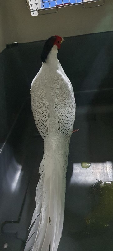 종료(입양) 백한의…