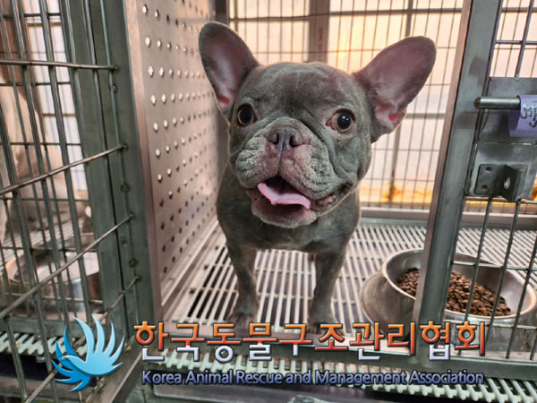 보호중 프렌치 불독…